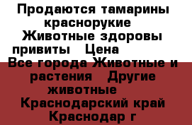 Продаются тамарины краснорукие . Животные здоровы привиты › Цена ­ 85 000 - Все города Животные и растения » Другие животные   . Краснодарский край,Краснодар г.